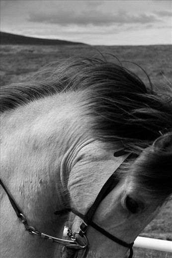 The Icelandic Horse 