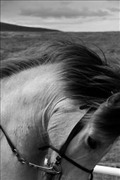 The Icelandic Horse : by claireannewallace, Views[178]