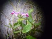 An orchid growing out of a tree trunk, taking through a lens.: by clanderso14, Views[207]
