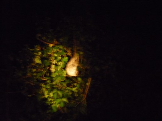 A sloth sleeping in the Brazilian Amazon