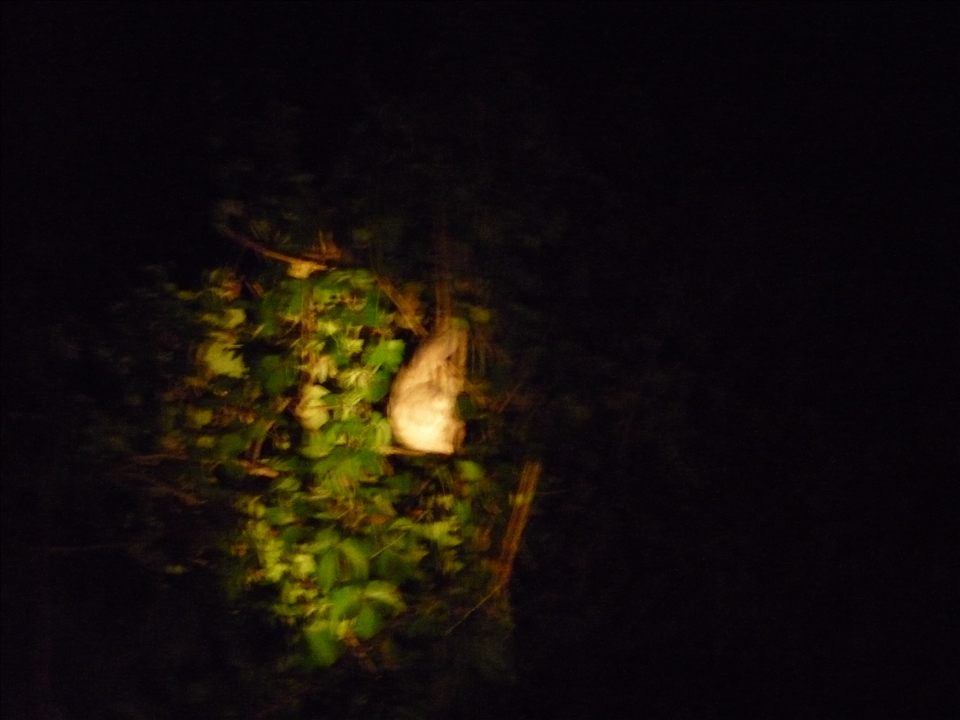 A sloth sleeping in the Brazilian Amazon