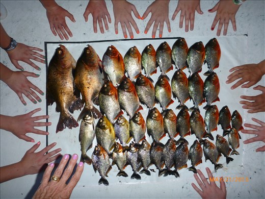 Hands surronding the piranhas caught.