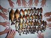 Hands surronding the piranhas caught.: by clanderso14, Views[235]