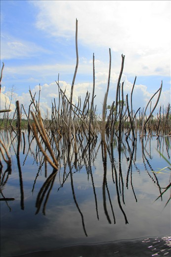 mangroves borneo