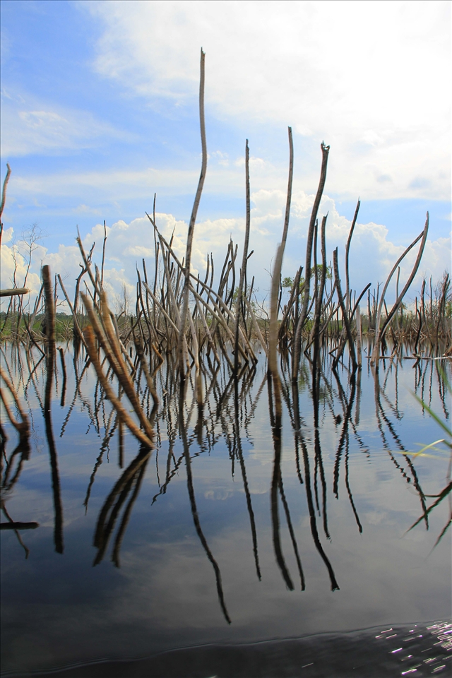mangroves borneo