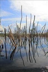 mangroves borneo: by clarahutagalung, Views[238]