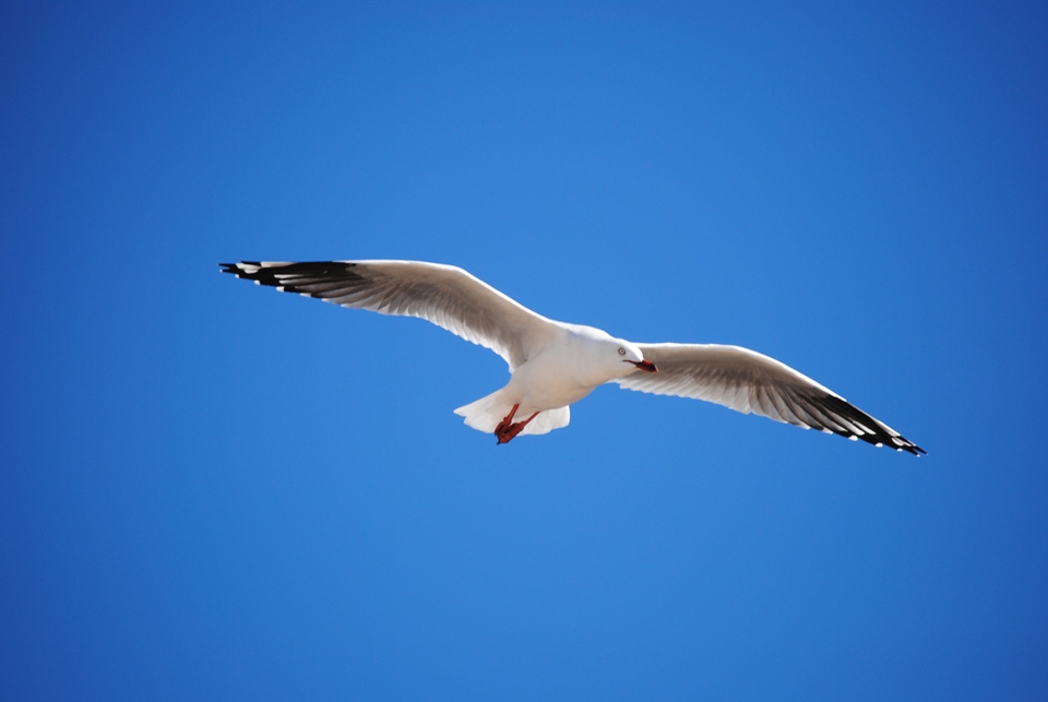 Just fly, and go where your heart takes you