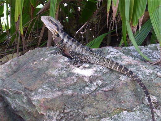 Brisbane park lizard