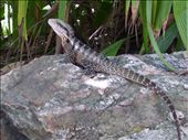 Brisbane park lizard: by clare-tamea, Views[1146]