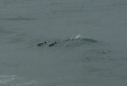 Kayaking with dolphins in Byron Bay