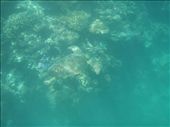 Swimming with turtles: by clare-tamea, Views[1232]