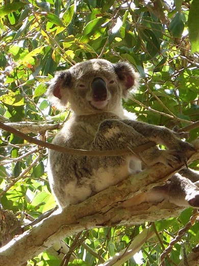 Koala at Noosa