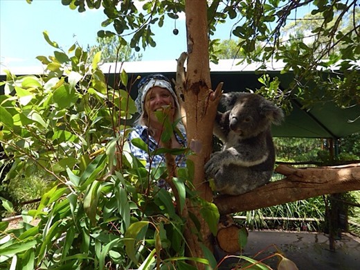 Cuddly koala at Steve Irwin's zoo