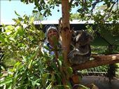 Cuddly koala at Steve Irwin's zoo: by clare-tamea, Views[988]