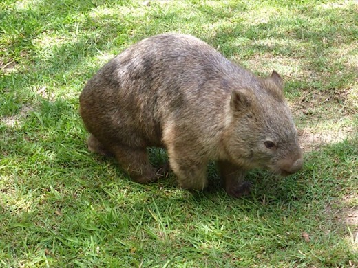 Wombat!