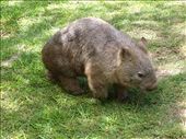 Wombat!: by clare-tamea, Views[346]