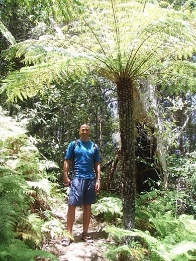 Wow what a tree fern!