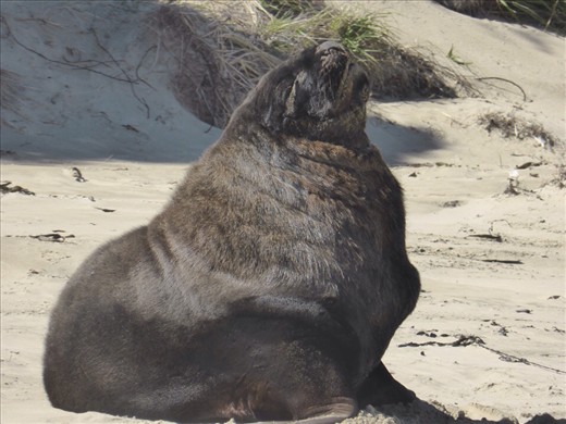 Sea Lion on beach, Catlins