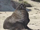 Sea Lion on beach, Catlins: by clare-tamea, Views[822]
