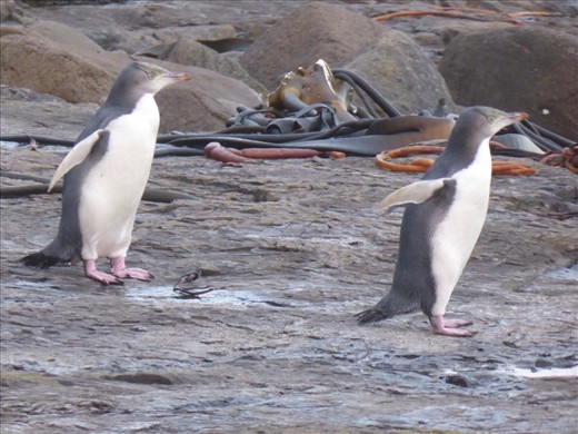 Yellow-eyed penguins, Catlins