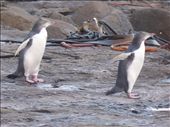 Yellow-eyed penguins, Catlins: by clare-tamea, Views[227]