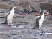 Yellow-eyed penguins, Catlins: by clare-tamea, Views[155]