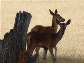Deer: by clare-tamea, Views[310]