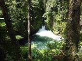 Roturua - Okere Falls: by clare-tamea, Views[407]