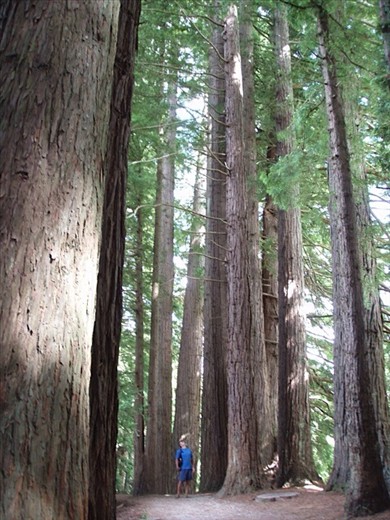 Redwood forest walk, Roturua