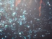 Waitomo cave-tubing amidst glow worms : by clare-tamea, Views[1521]