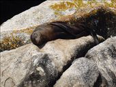 Fur seal sunbathing: by clare-tamea, Views[299]
