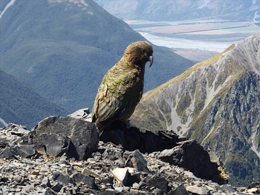 A Kea 