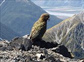 A Kea : by clare-tamea, Views[798]