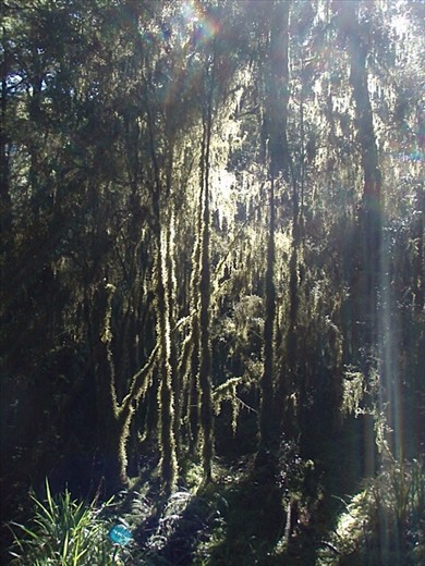 Hobbity forest, Milford Track