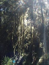 Hobbity forest, Milford Track: by clare-tamea, Views[195]