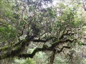 Mossy trees: by clare-tamea, Views[290]