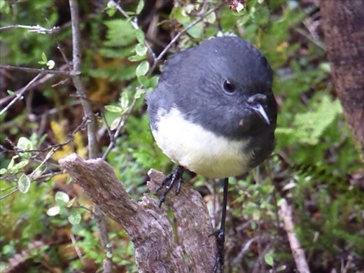 New Zealand robin, my fave