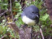 New Zealand robin, my fave: by clare-tamea, Views[281]
