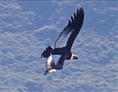 Condor : by clare-tamea, Views[244]