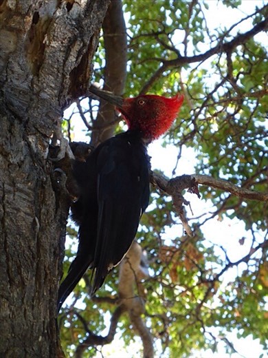 Magellanic woodpecker, lots round here