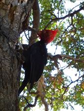 Magellanic woodpecker, lots round here: by clare-tamea, Views[332]