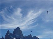 Condors at El Chalten (we saw 14 in an hour): by clare-tamea, Views[248]