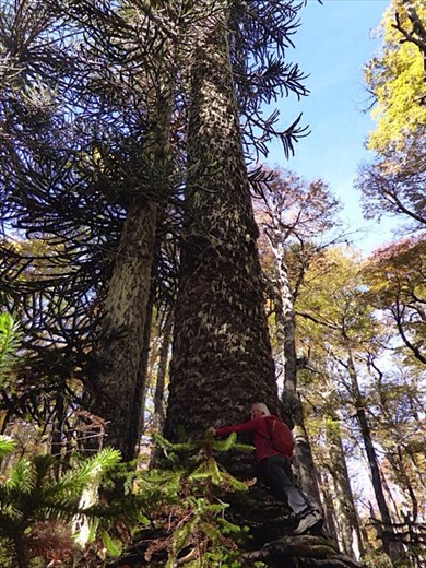 I love big monkey puzzle trees!