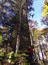 I love big monkey puzzle trees!: by clare-tamea, Views[246]