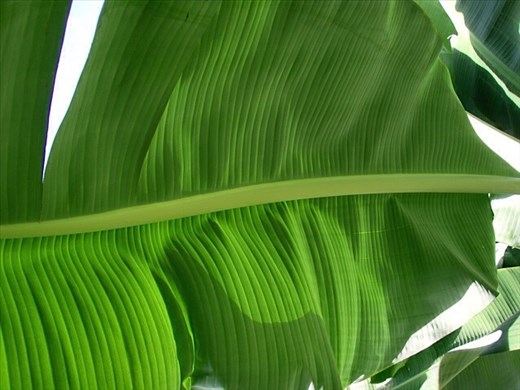 Banana leaf