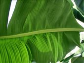 Banana leaf: by clare-tamea, Views[238]
