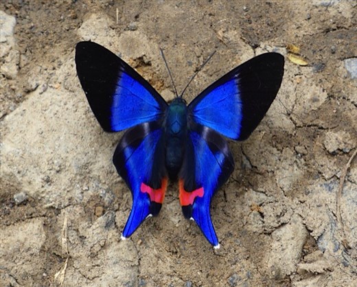 Amazing Colombian butterflies everywhere