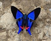 Amazing Colombian butterflies everywhere: by clare-tamea, Views[655]