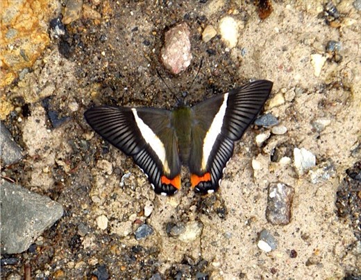 Another of the beautiful butterflies