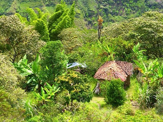 Lush green countryside